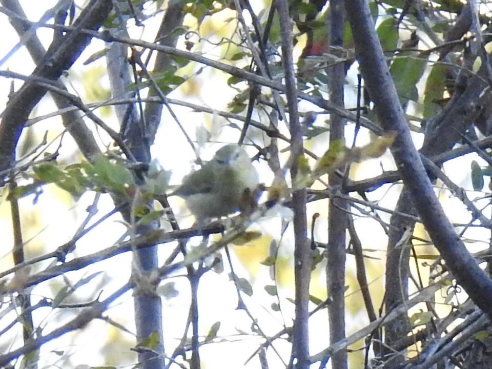 Tennessee Warbler - ML643678975