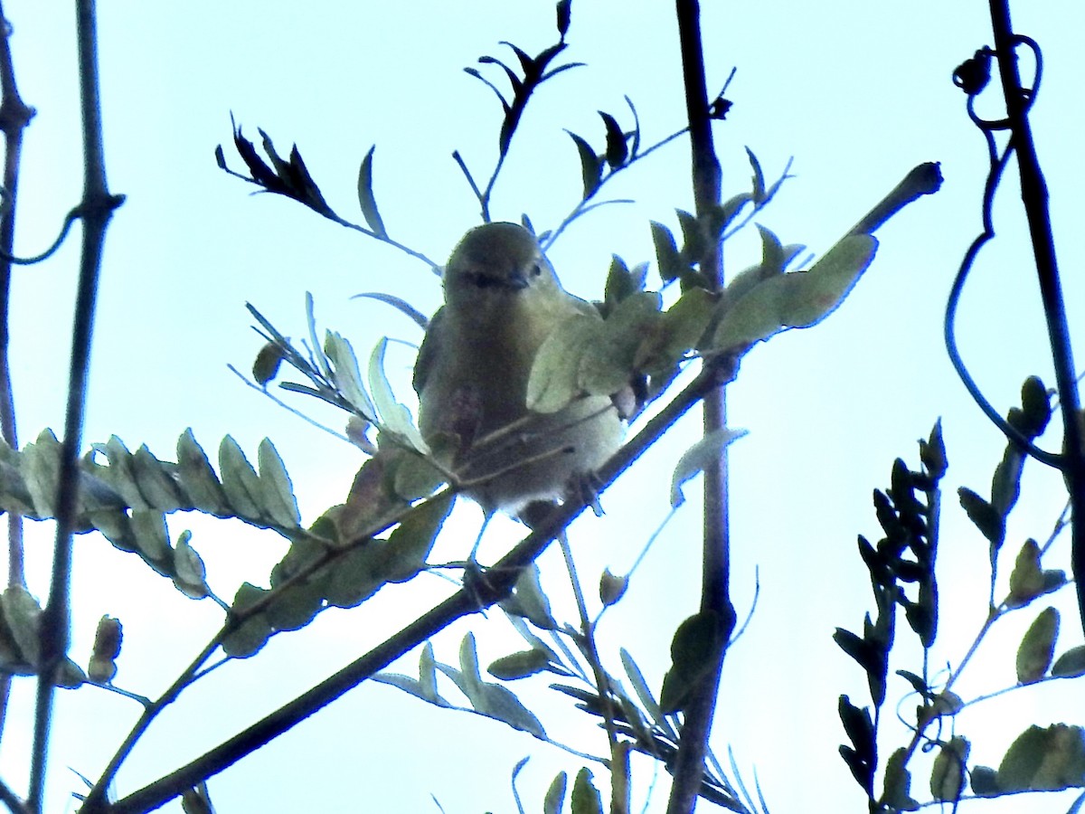 Tennessee Warbler - ML643678976