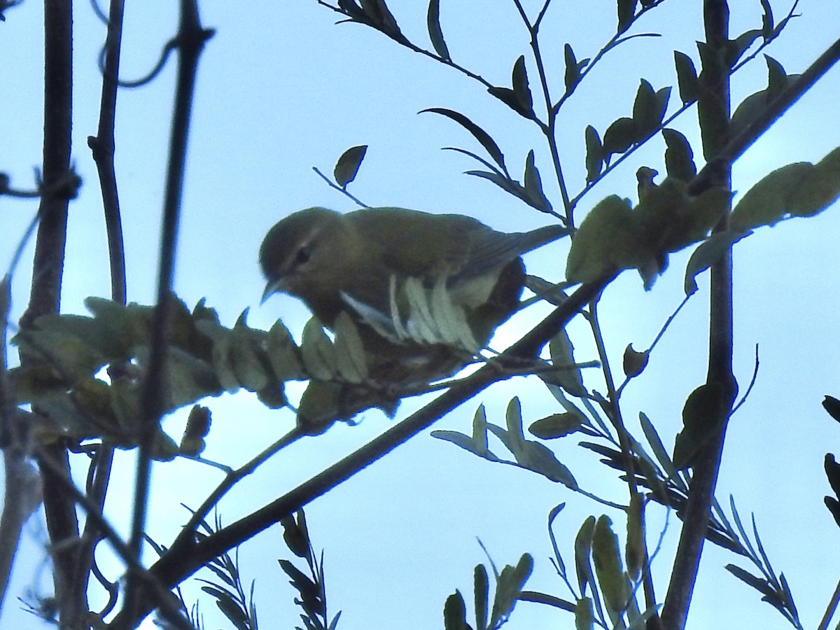 Tennessee Warbler - ML643678977