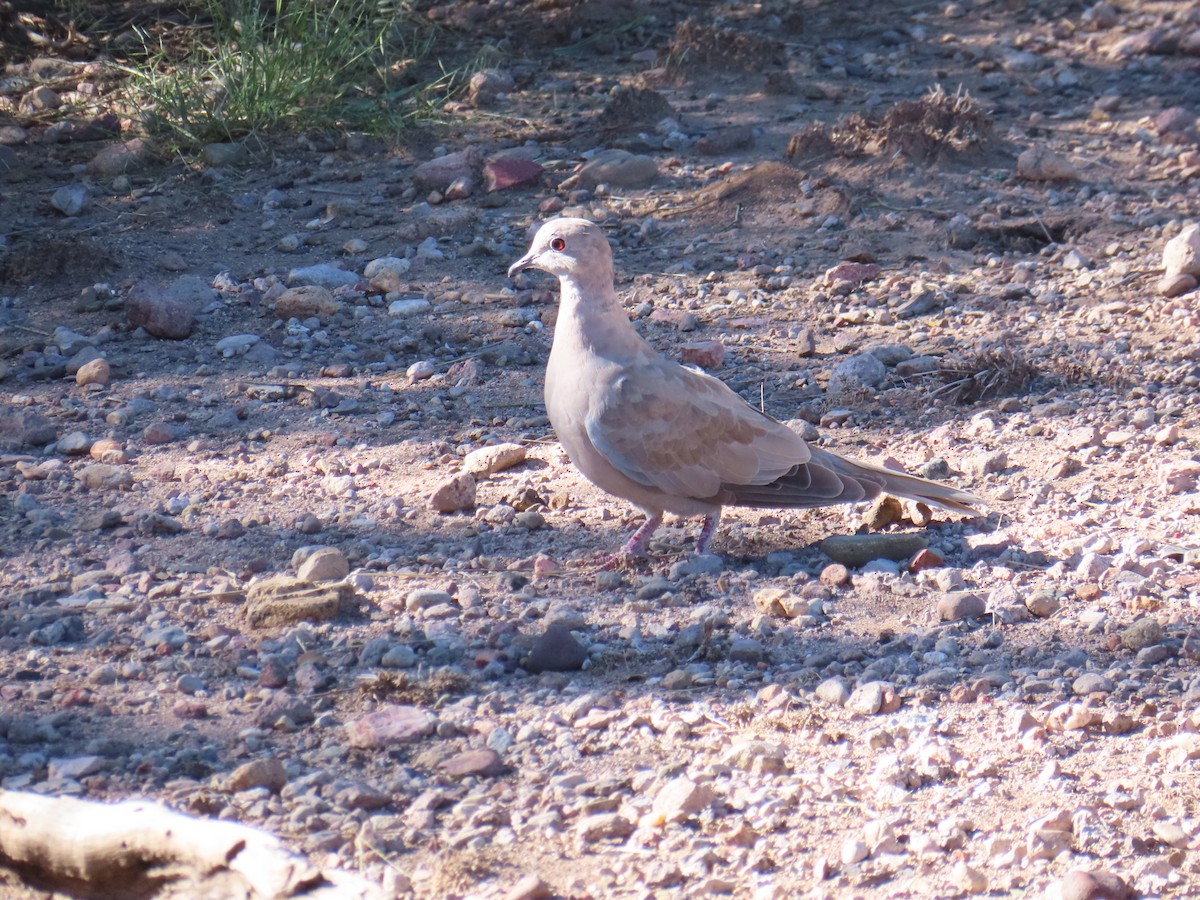 Eurasian Collared-Dove - ML643678999