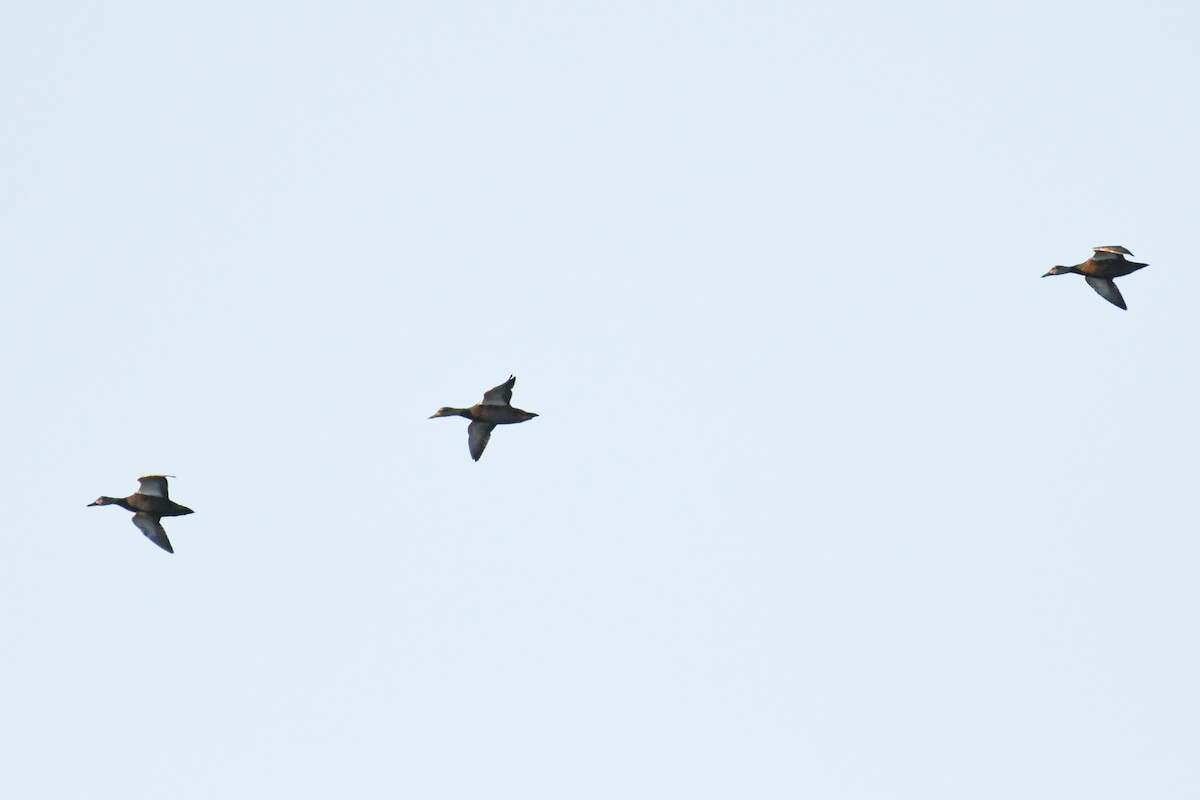American Black Duck - ML643679002