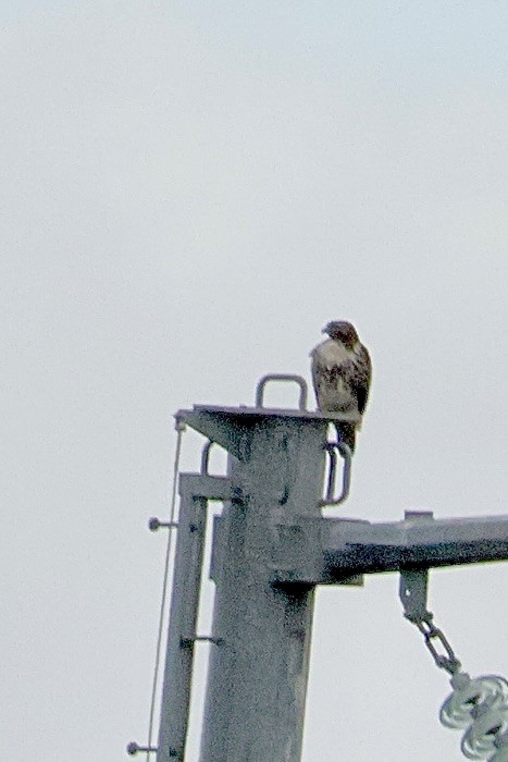 Red-tailed Hawk - ML643679021