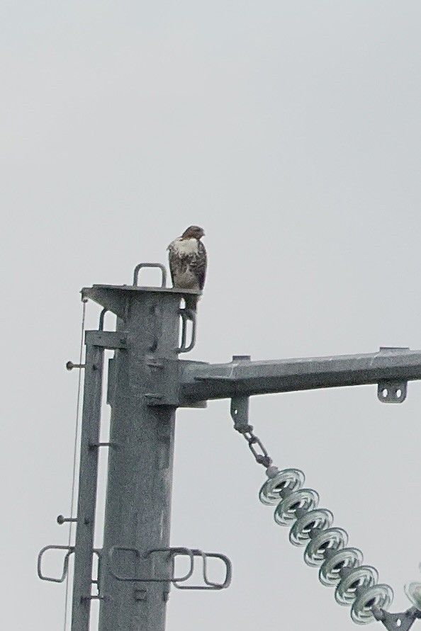 Red-tailed Hawk - ML643679024