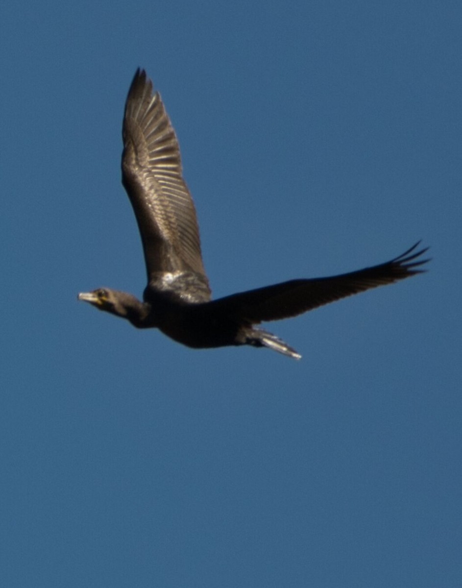 Double-crested Cormorant - ML643679025