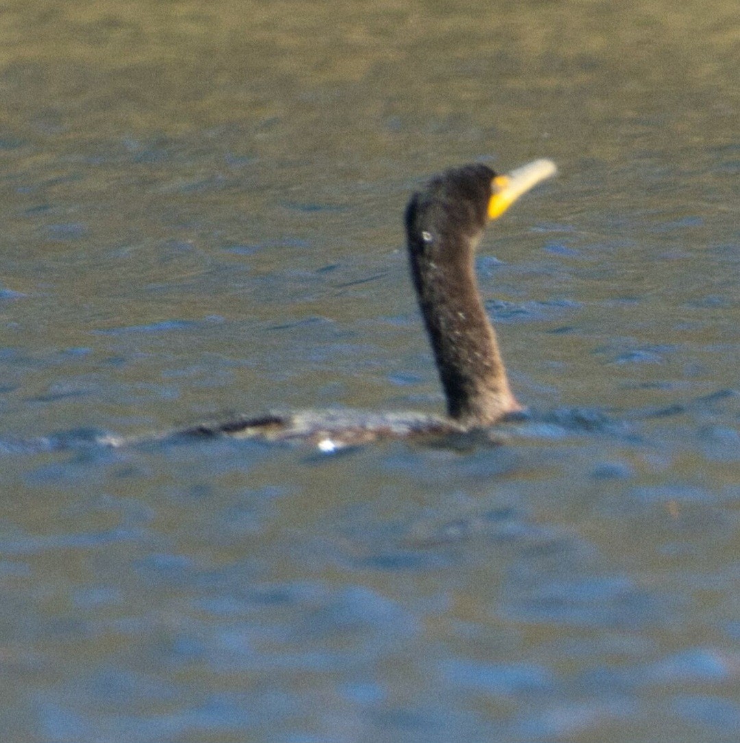 Double-crested Cormorant - ML643679026