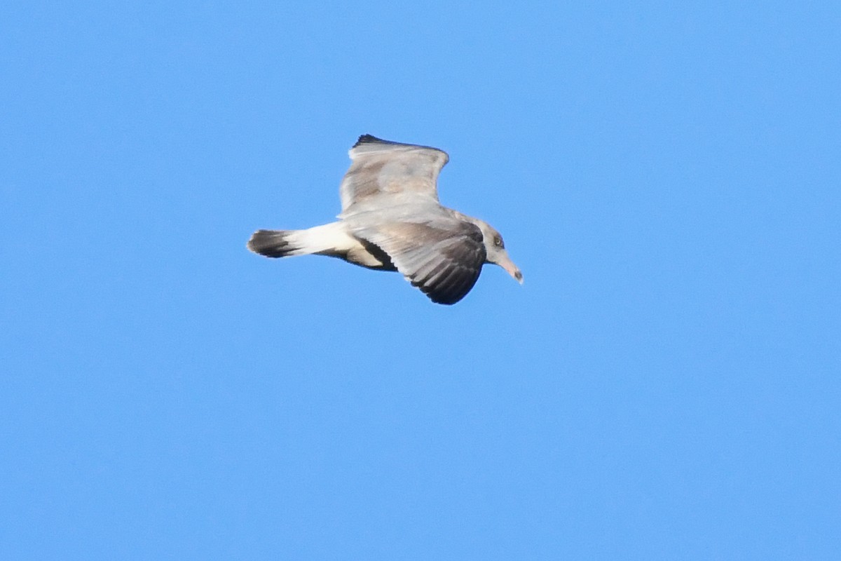 American Herring Gull - ML643679028