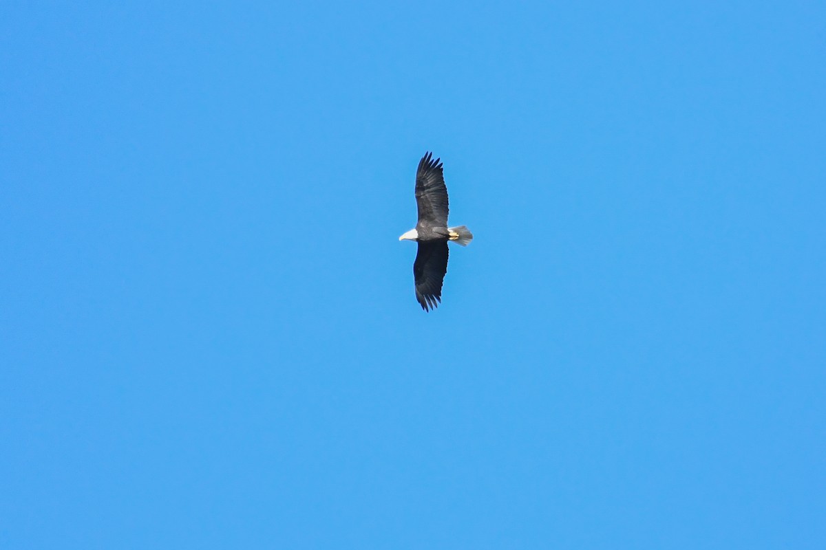 Bald Eagle - ML643679035