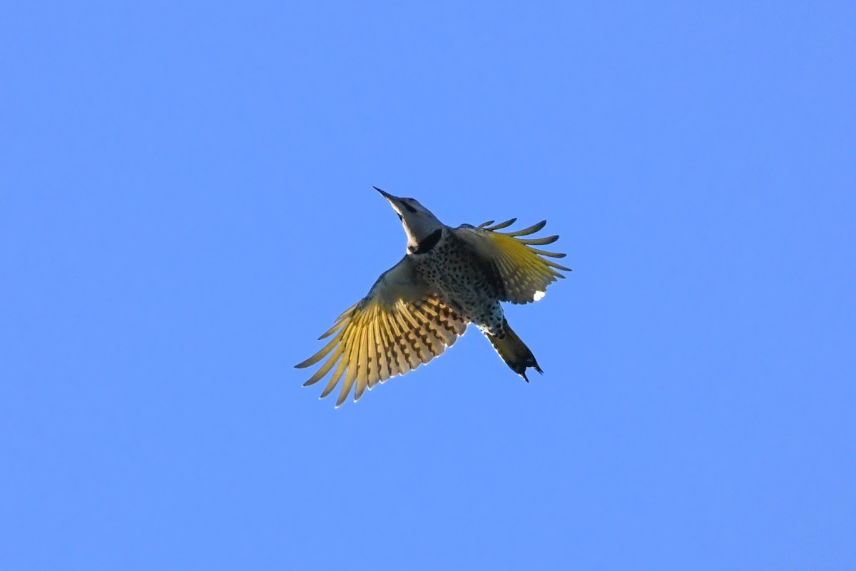 Pic flamboyant (auratus/luteus) - ML643679037