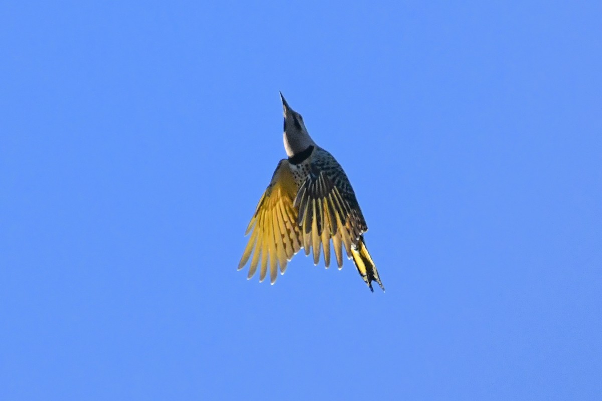 Pic flamboyant (auratus/luteus) - ML643679040