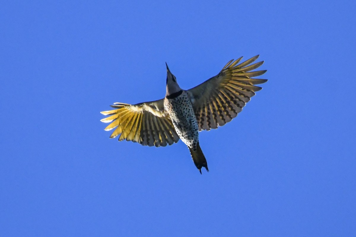 Pic flamboyant (auratus/luteus) - ML643679041