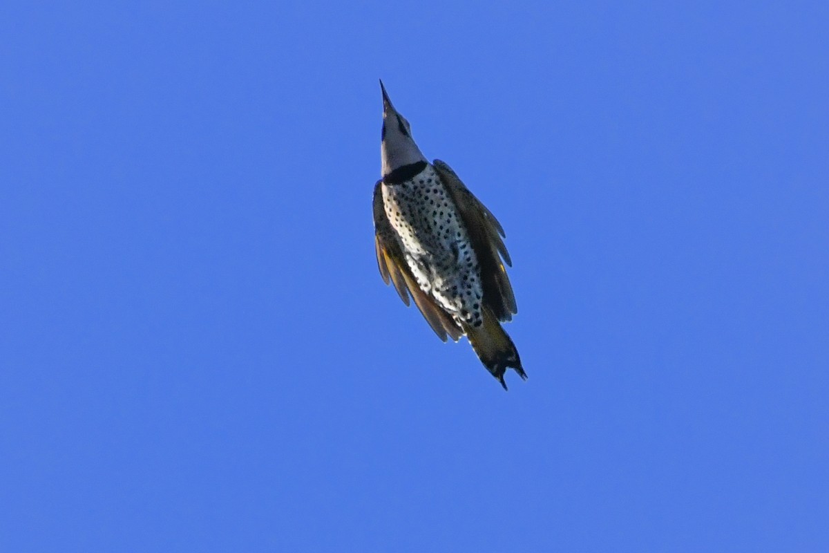 Pic flamboyant (auratus/luteus) - ML643679043