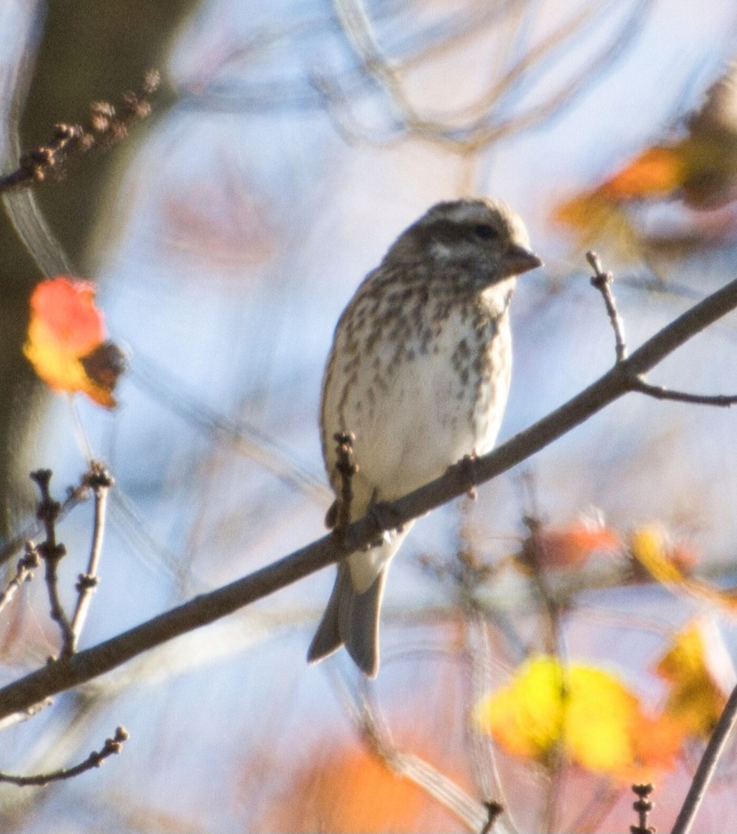 Purple Finch (Eastern) - ML643679045