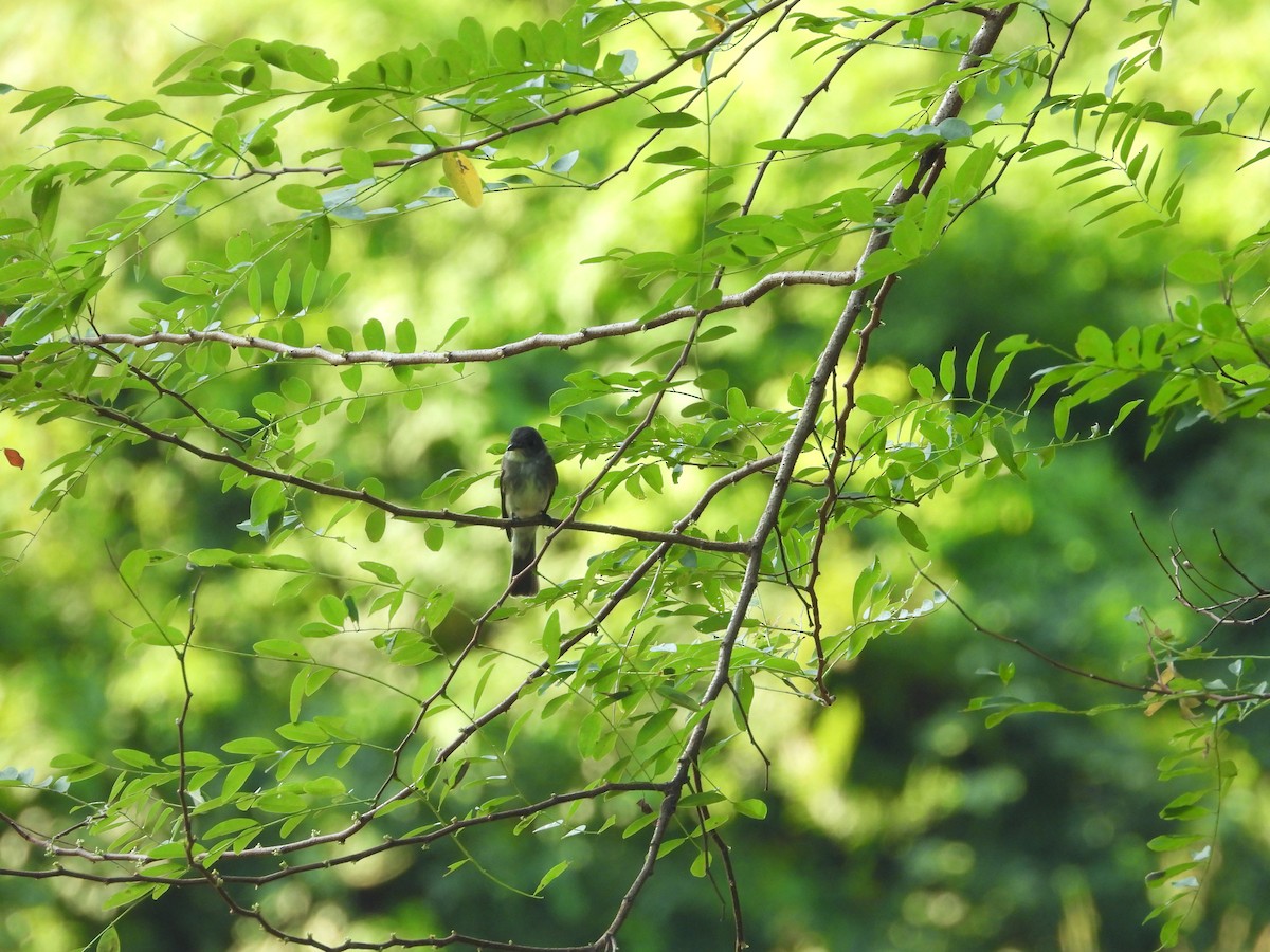Eastern Wood-Pewee - ML643679046