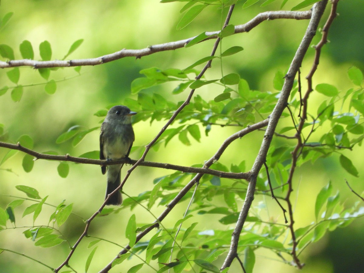 Eastern Wood-Pewee - ML643679047