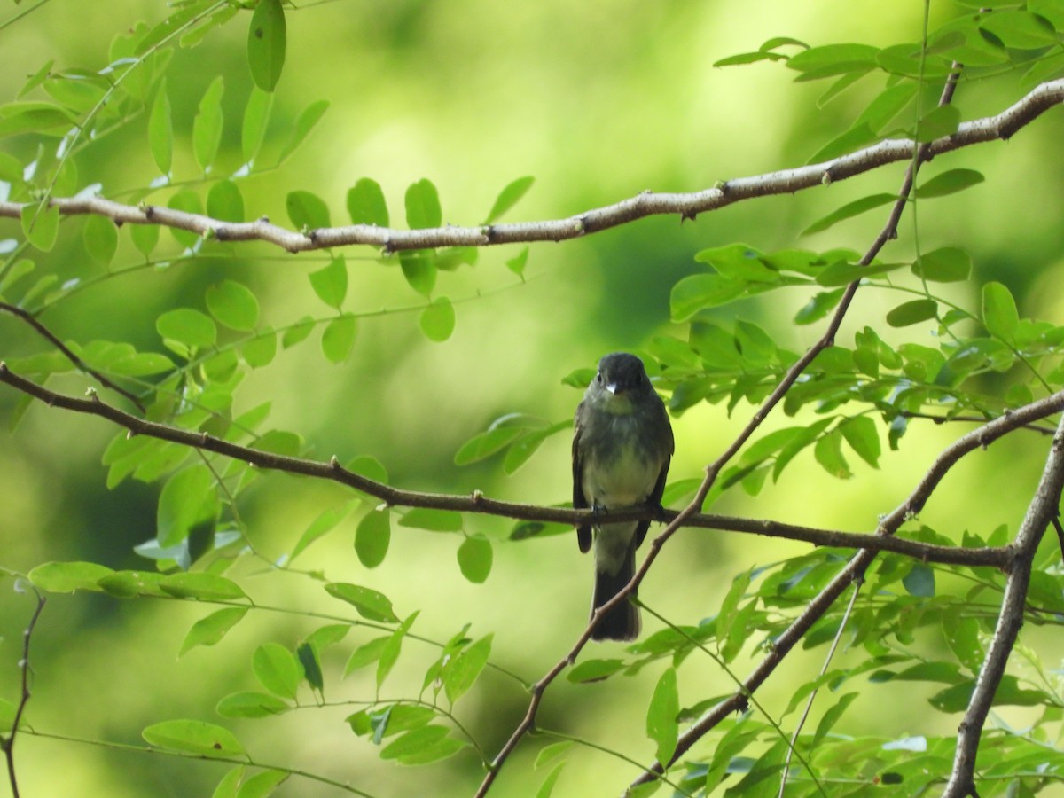 Eastern Wood-Pewee - ML643679048