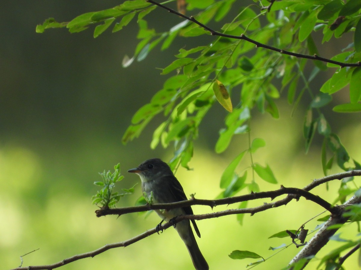 Eastern Wood-Pewee - ML643679049