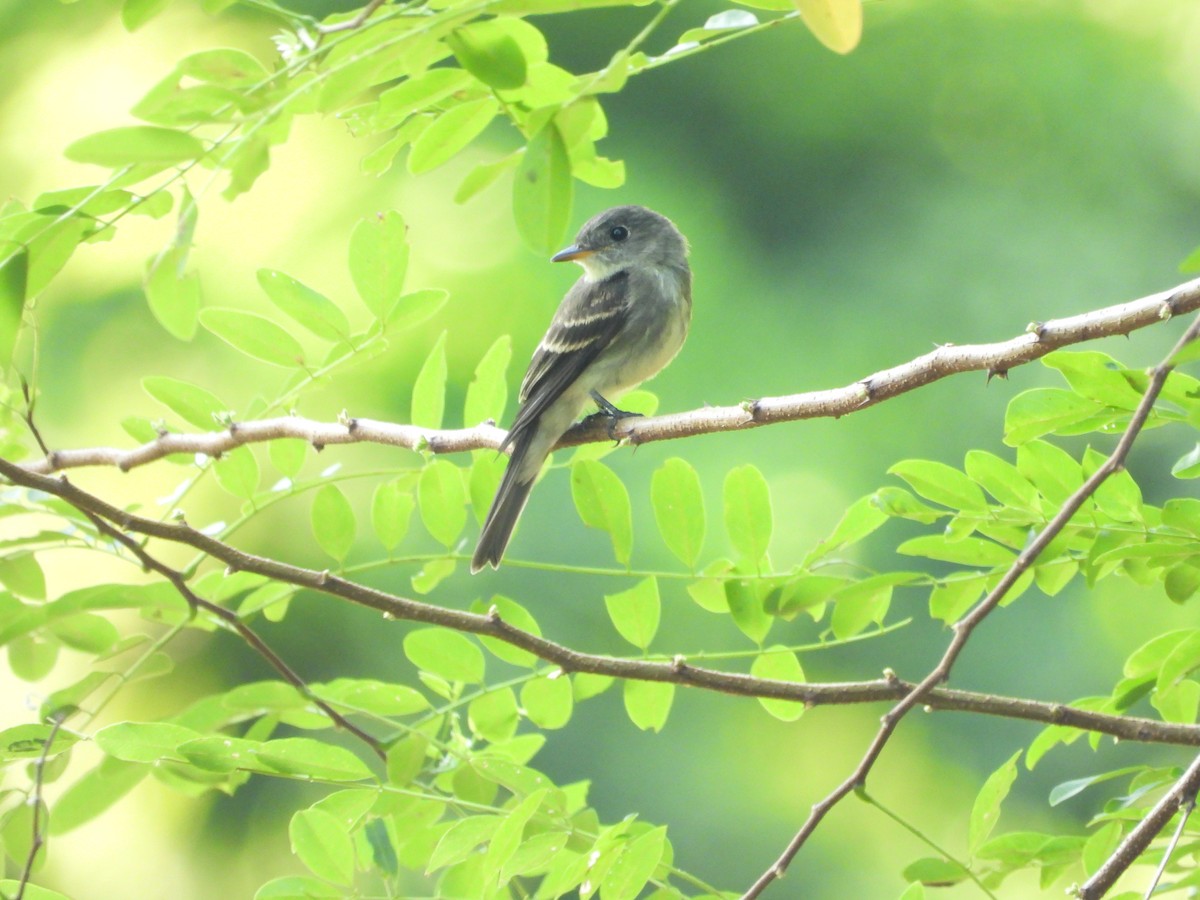 Eastern Wood-Pewee - ML643679050