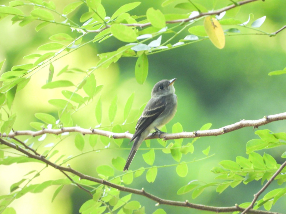 Eastern Wood-Pewee - ML643679051