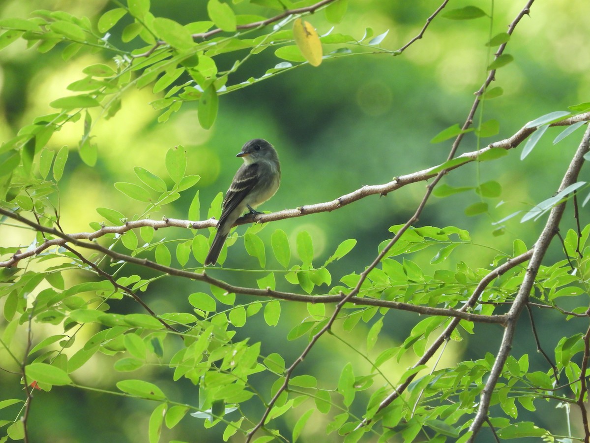 Eastern Wood-Pewee - ML643679052