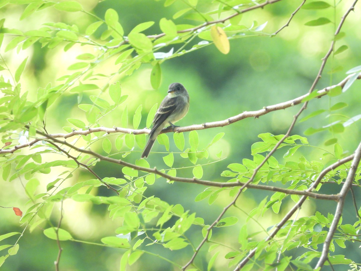 Eastern Wood-Pewee - ML643679053
