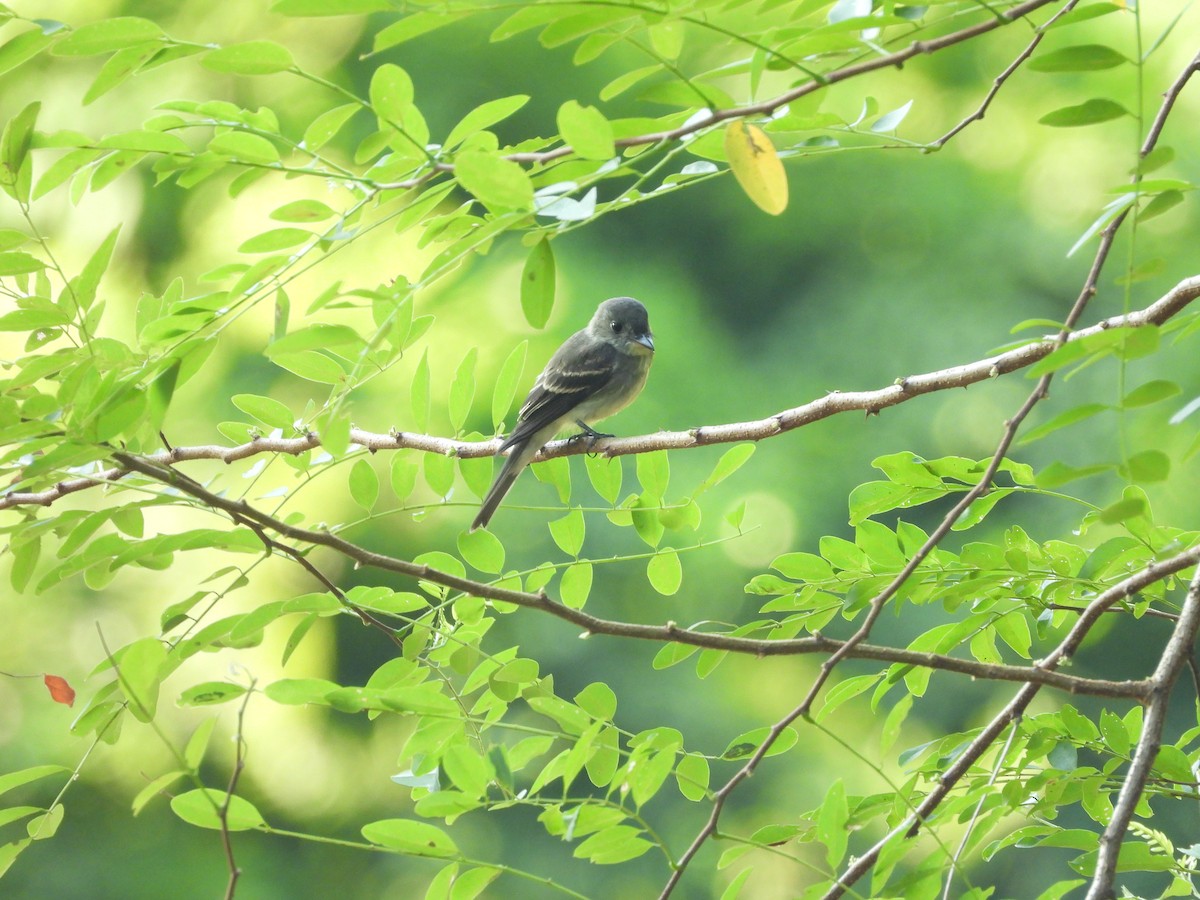 Eastern Wood-Pewee - ML643679054
