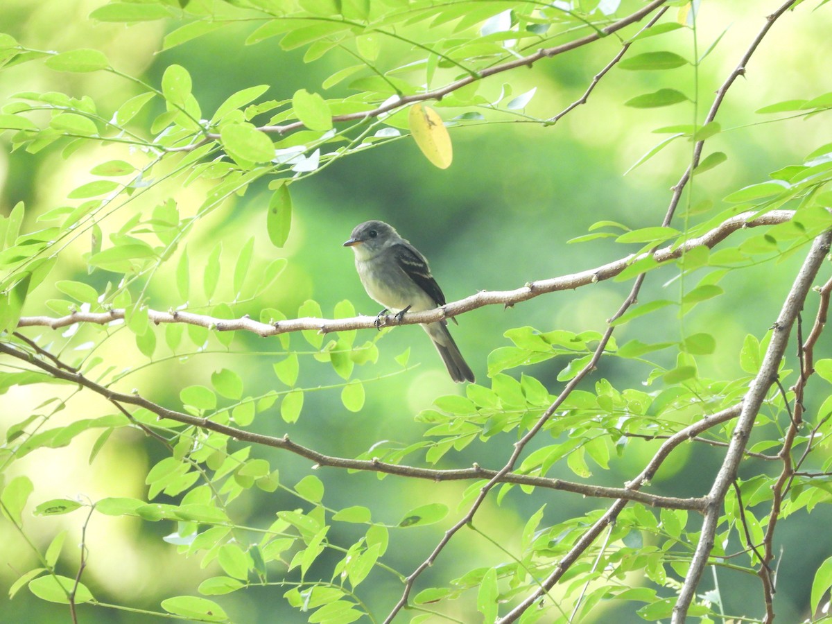 Eastern Wood-Pewee - ML643679055