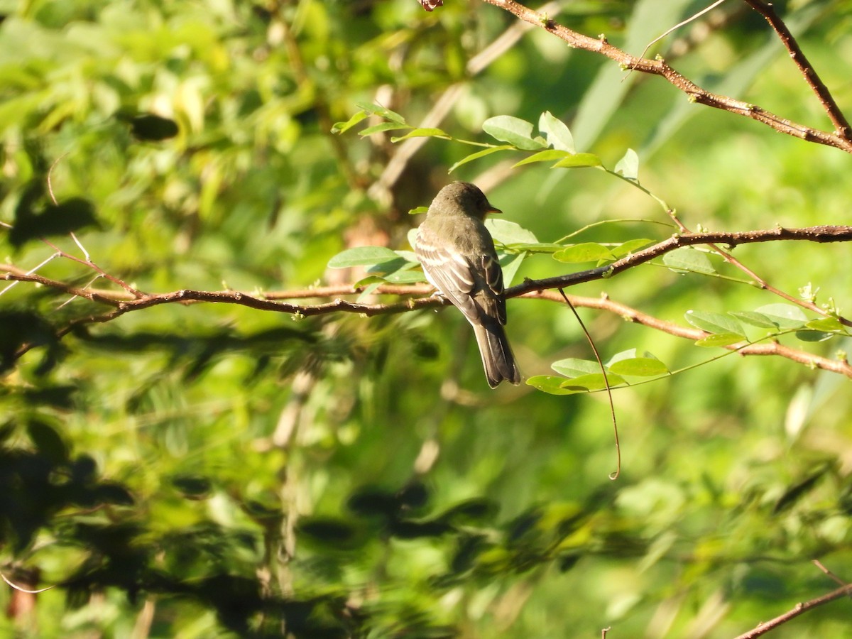 Eastern Wood-Pewee - ML643679056