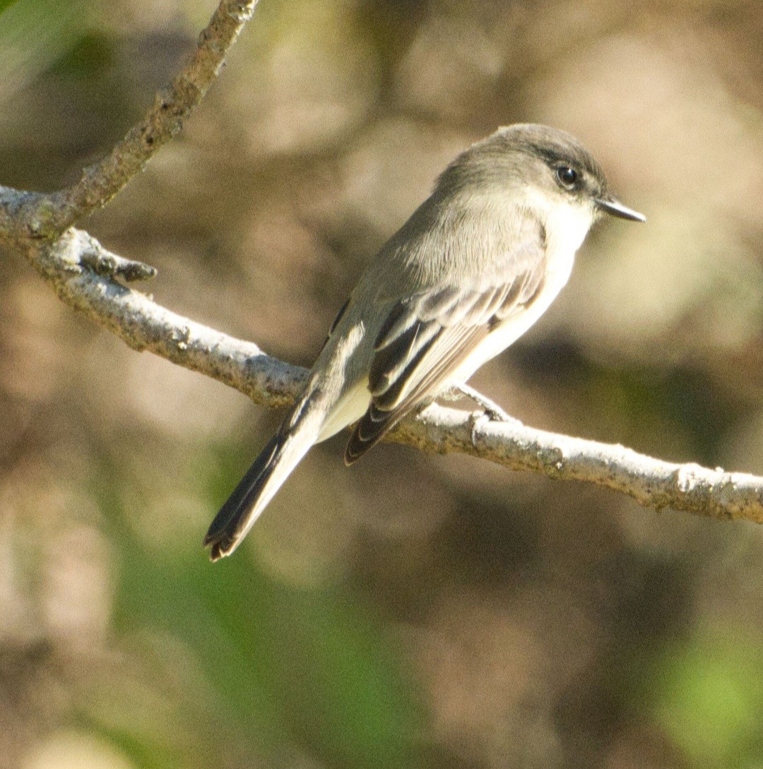 Eastern Phoebe - ML643679064