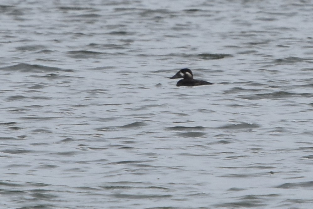 Surf Scoter - ML643679066