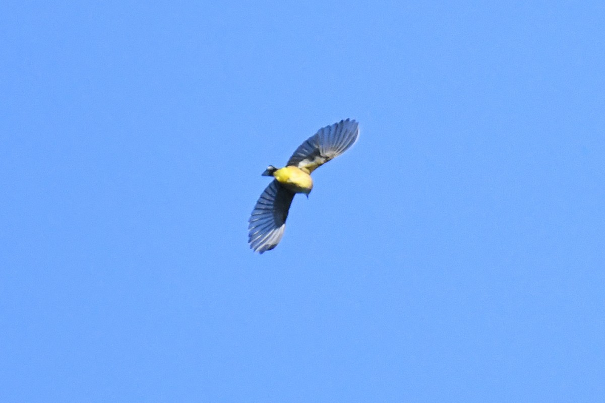 Palm Warbler (Yellow) - ML643679070