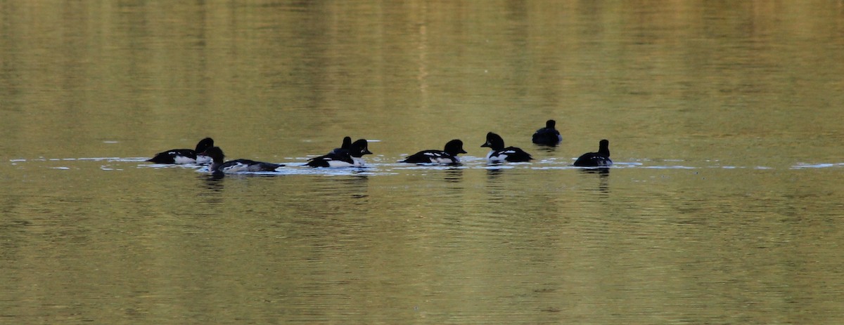 Barrow's Goldeneye - ML643679075