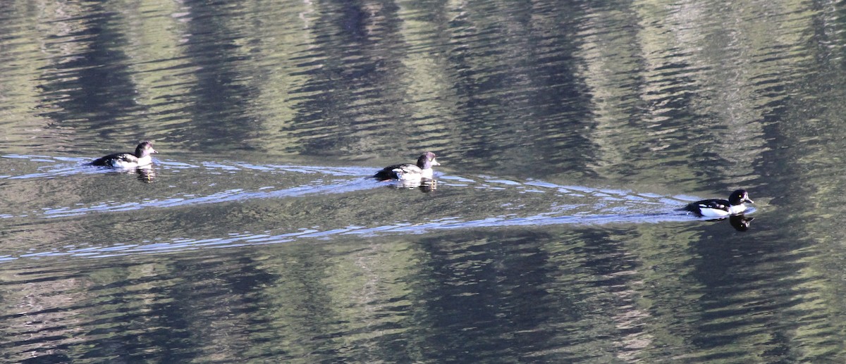 Barrow's Goldeneye - ML643679076