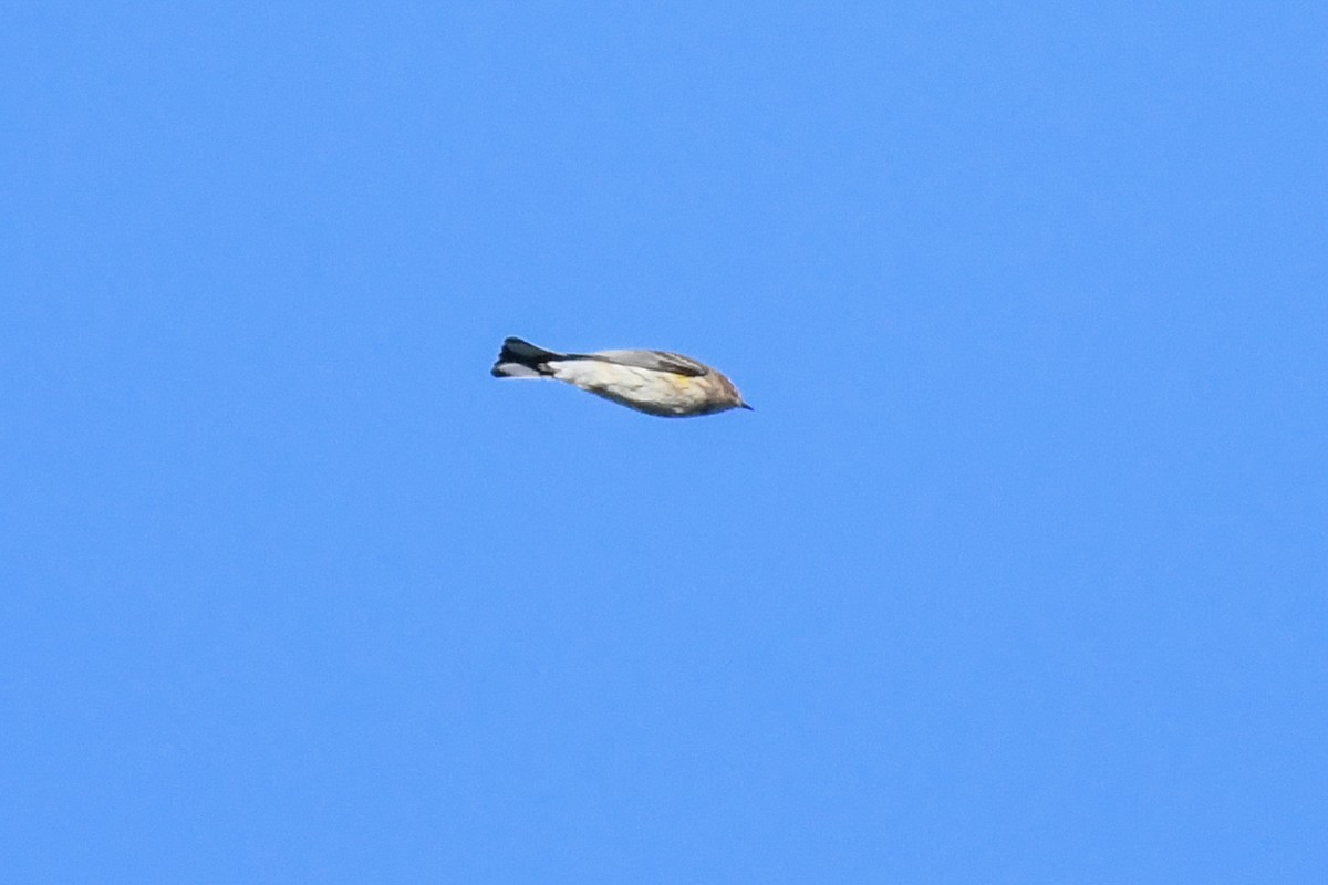 Yellow-rumped Warbler (Myrtle) - ML643679077
