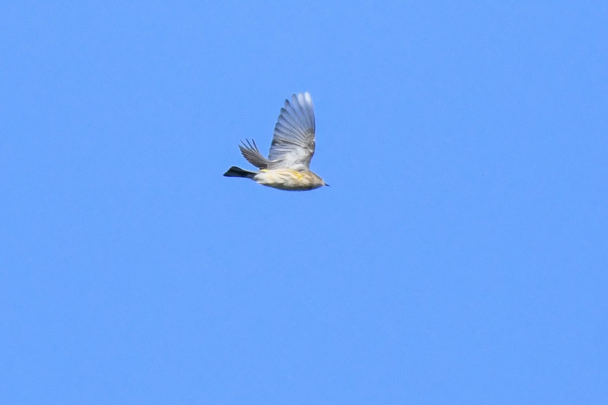 Yellow-rumped Warbler (Myrtle) - ML643679078