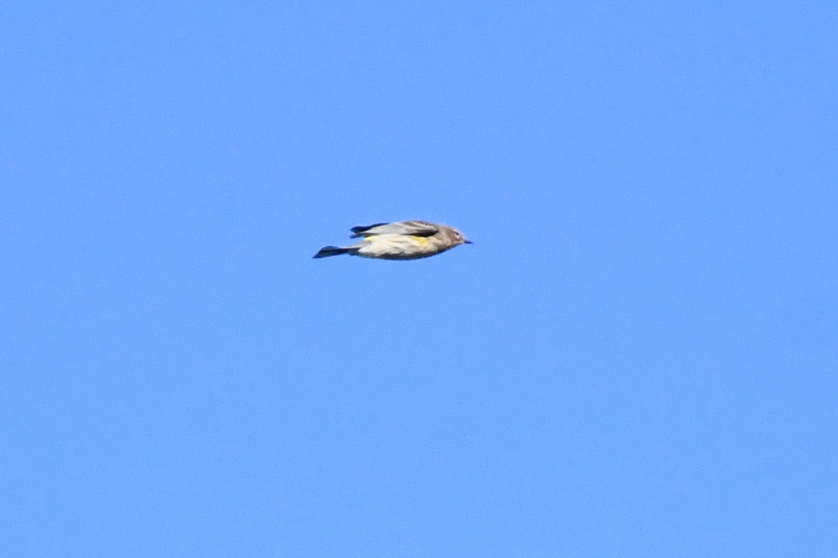 Yellow-rumped Warbler (Myrtle) - ML643679079