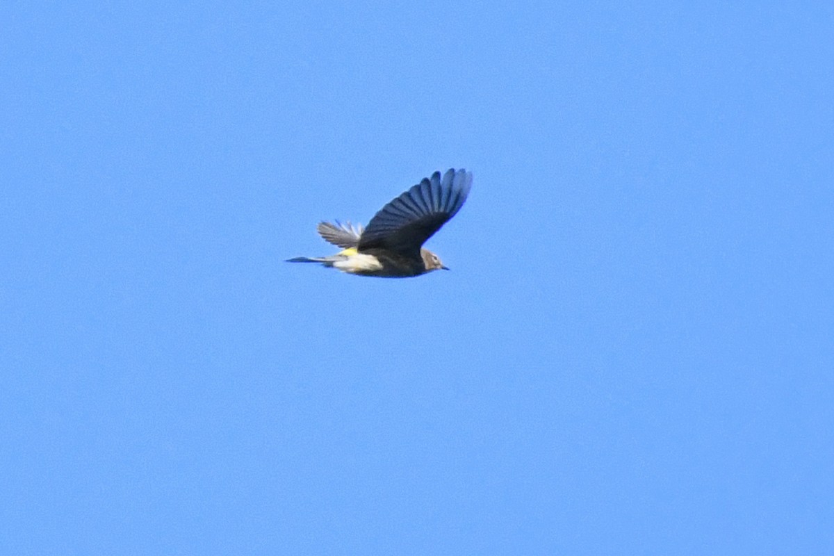 Yellow-rumped Warbler (Myrtle) - ML643679080