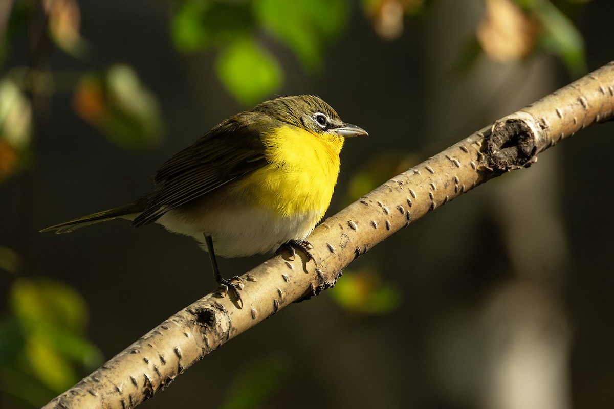 Yellow-breasted Chat - ML643679101
