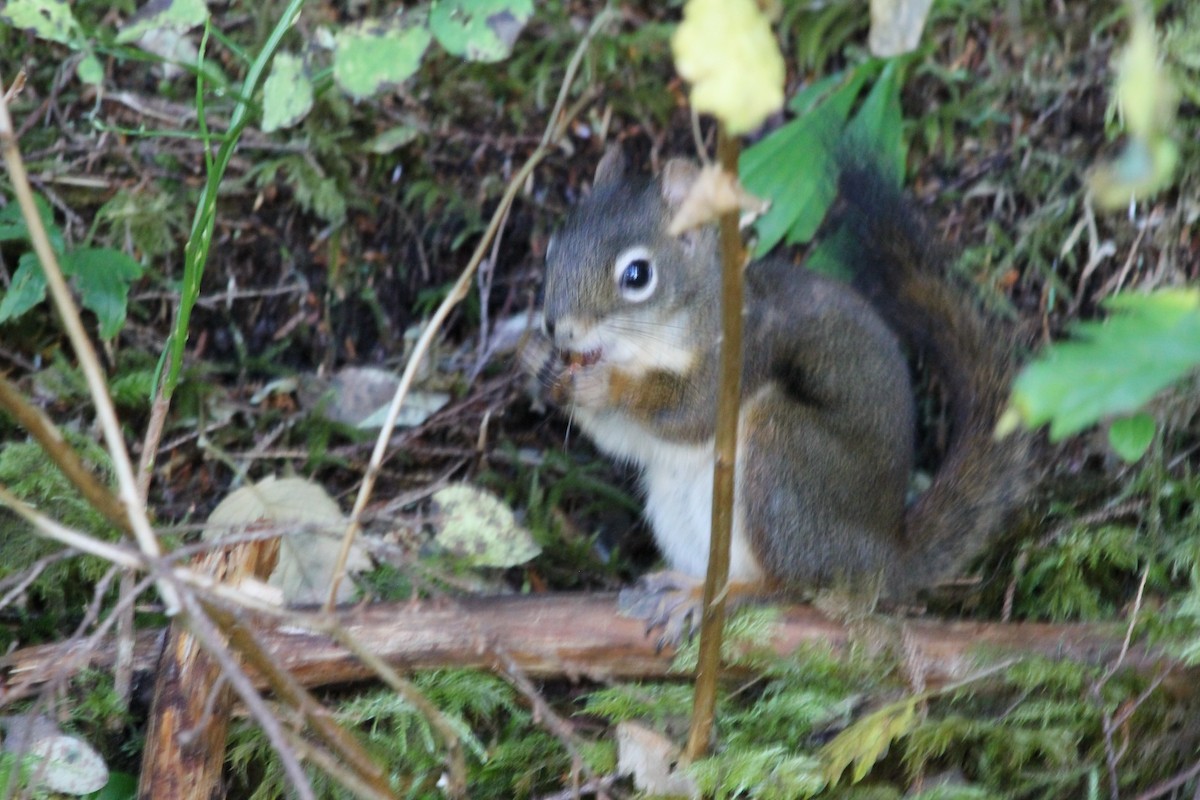 Squirrels - ML643679116