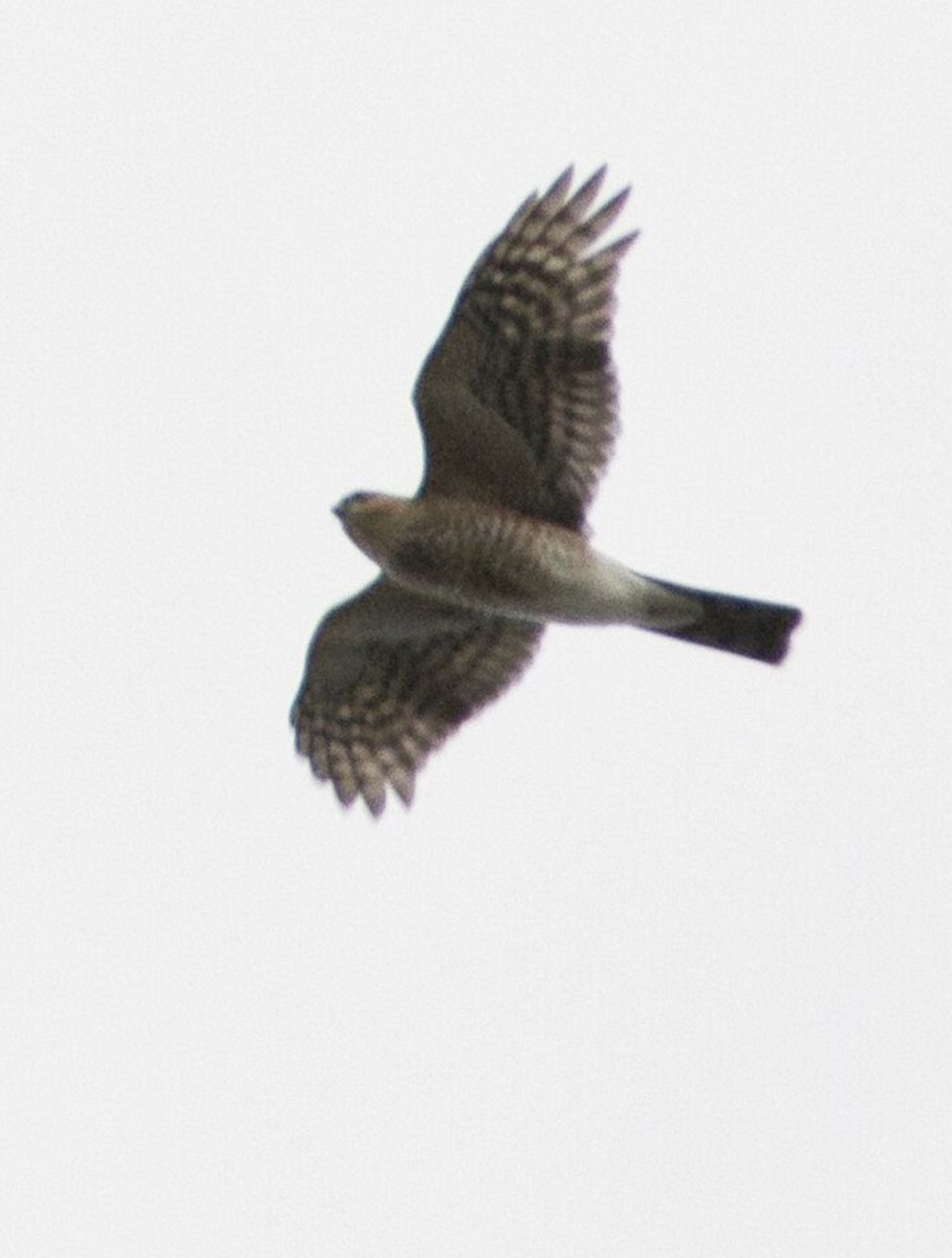 Sharp-shinned Hawk (Northern) - ML643679117