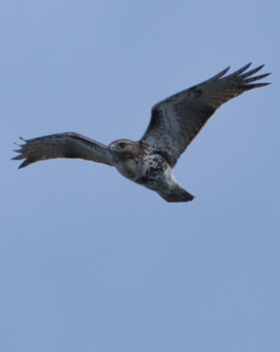 Red-tailed Hawk - ML643679122