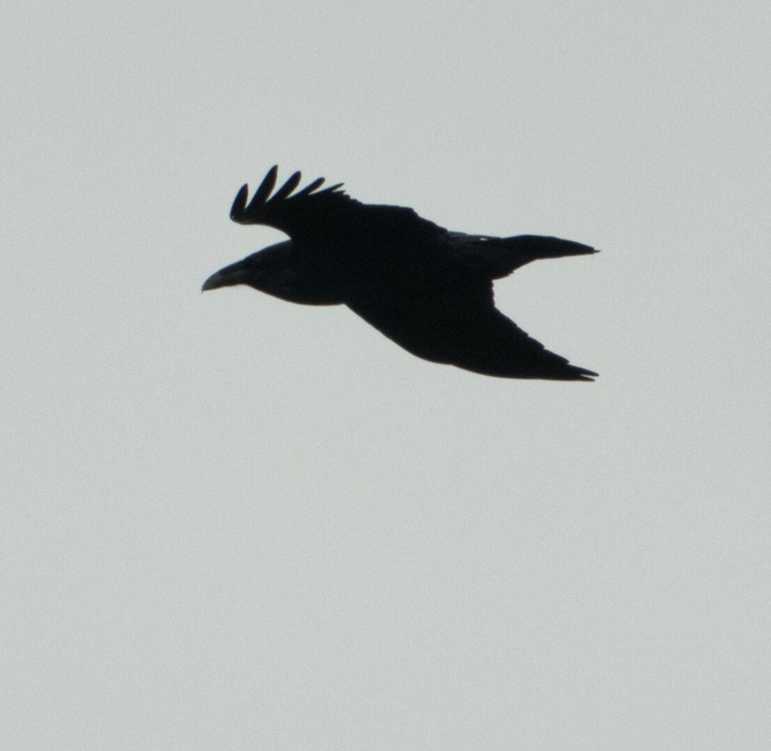 Common Raven - ML643679126