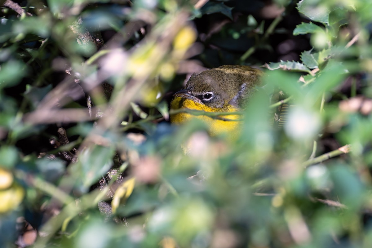 Yellow-breasted Chat - ML643679128