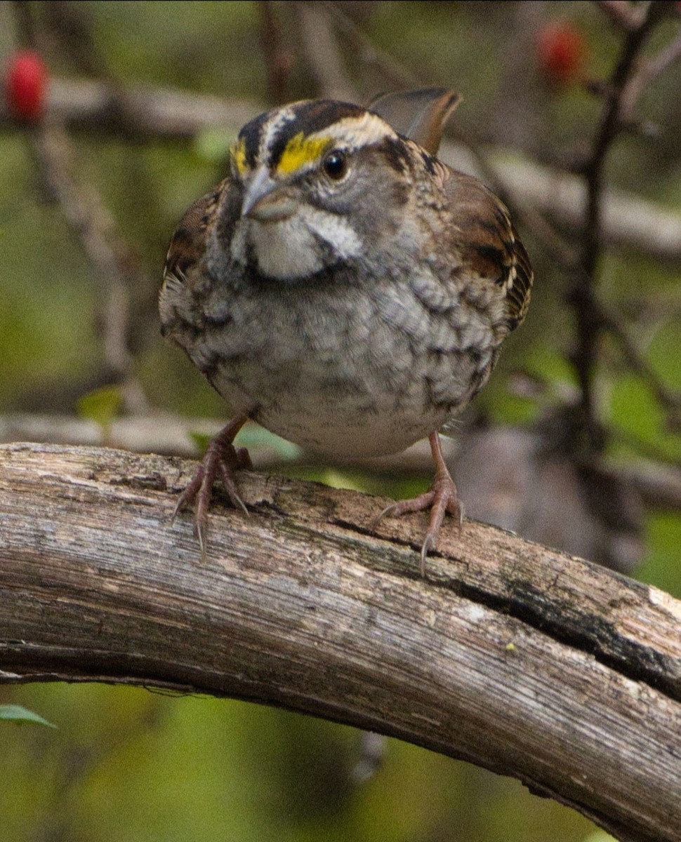 White-throated Sparrow - ML643679131