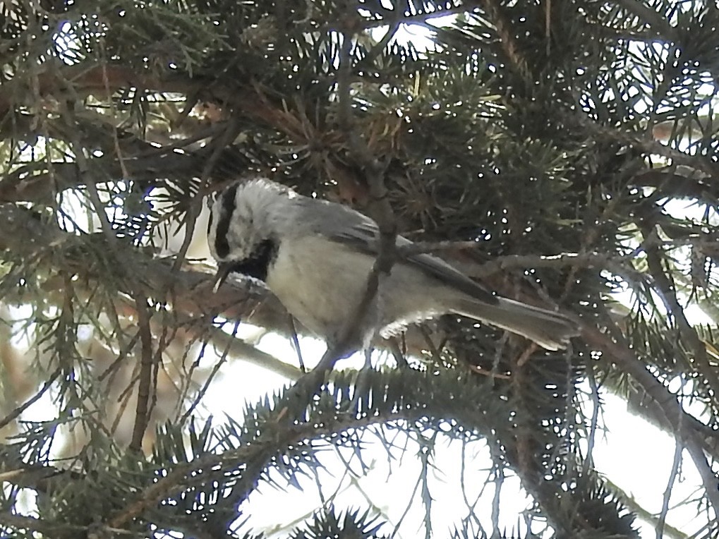 Mountain Chickadee (Rocky Mts.) - ML643679151