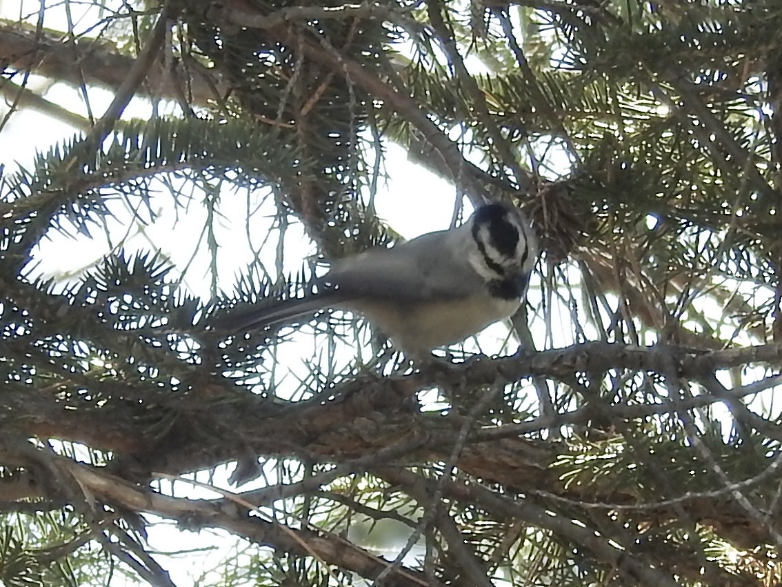 Mountain Chickadee (Rocky Mts.) - ML643679152