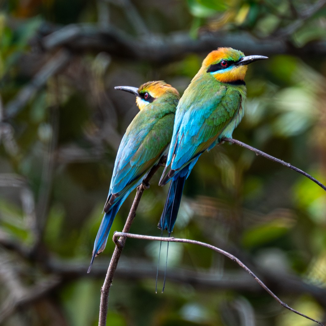 Rainbow Bee-eater - ML643679155