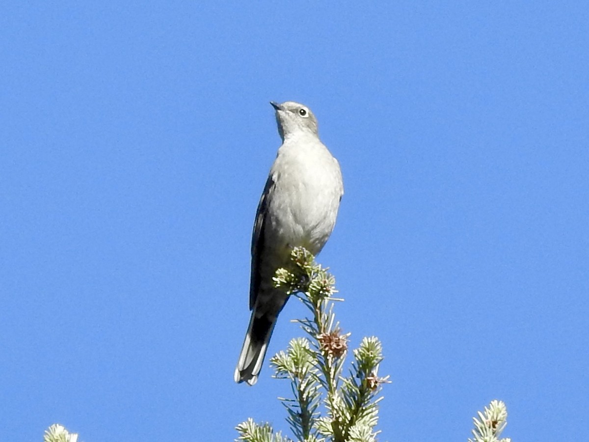 Townsend's Solitaire - ML643679162