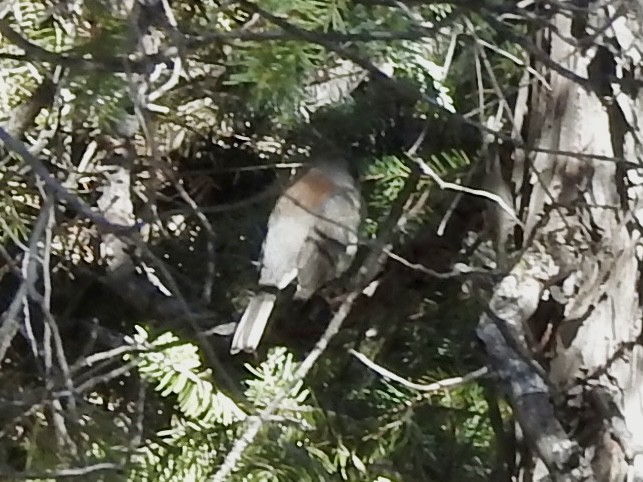Dark-eyed Junco (Gray-headed) - ML643679168