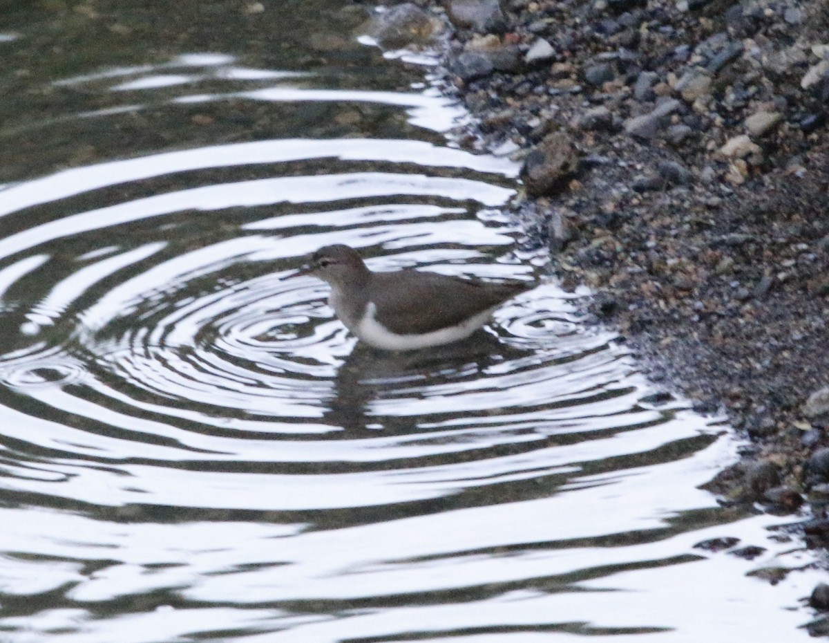 Spotted Sandpiper - ML643679170