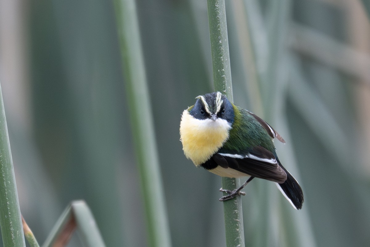 Many-colored Rush Tyrant - ML643679187